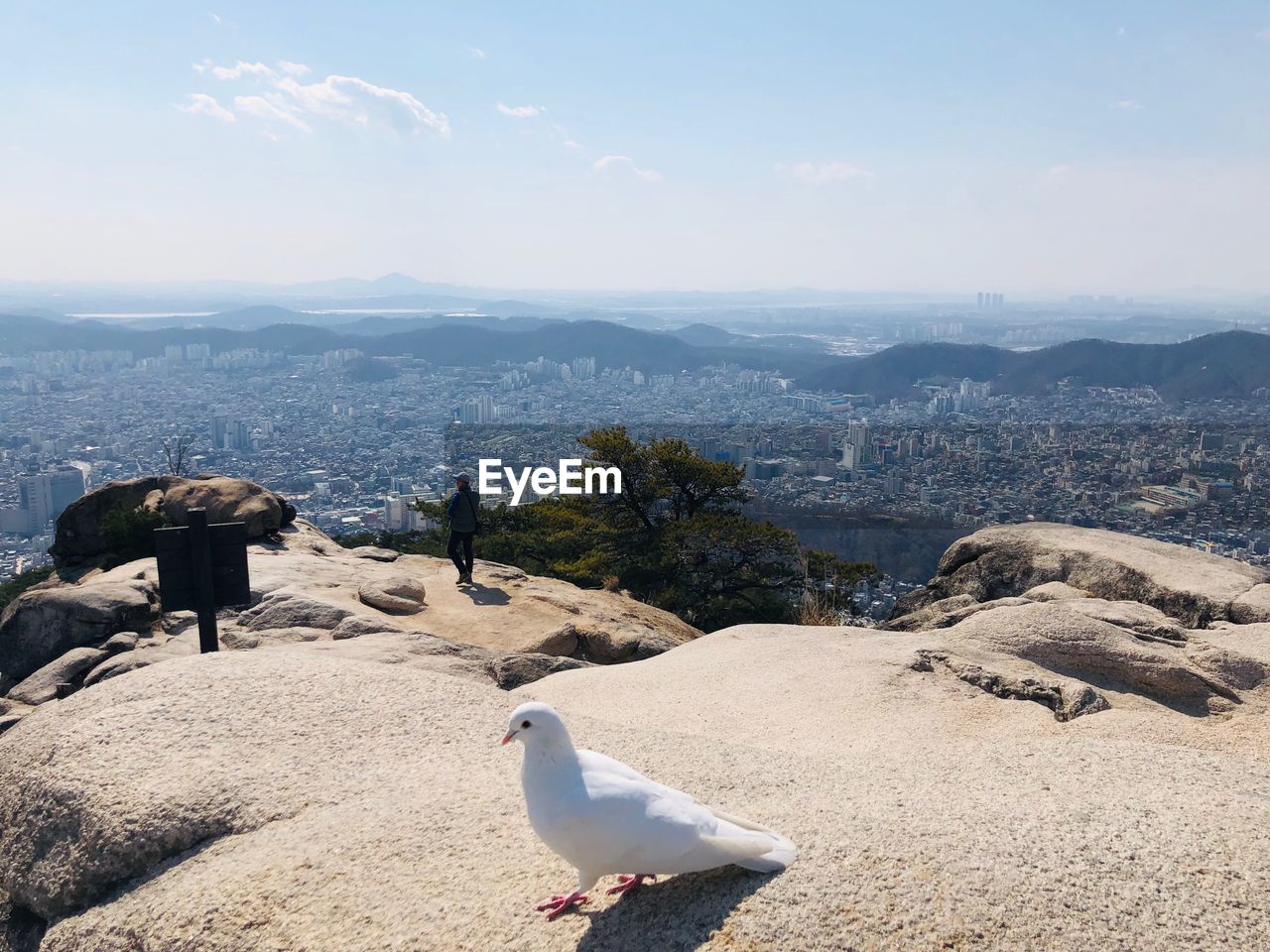 Seagull perching on rock against cityscape