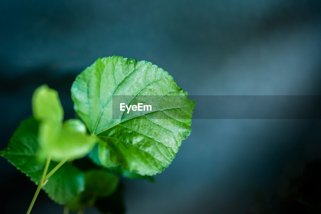 Close-up of green leaves