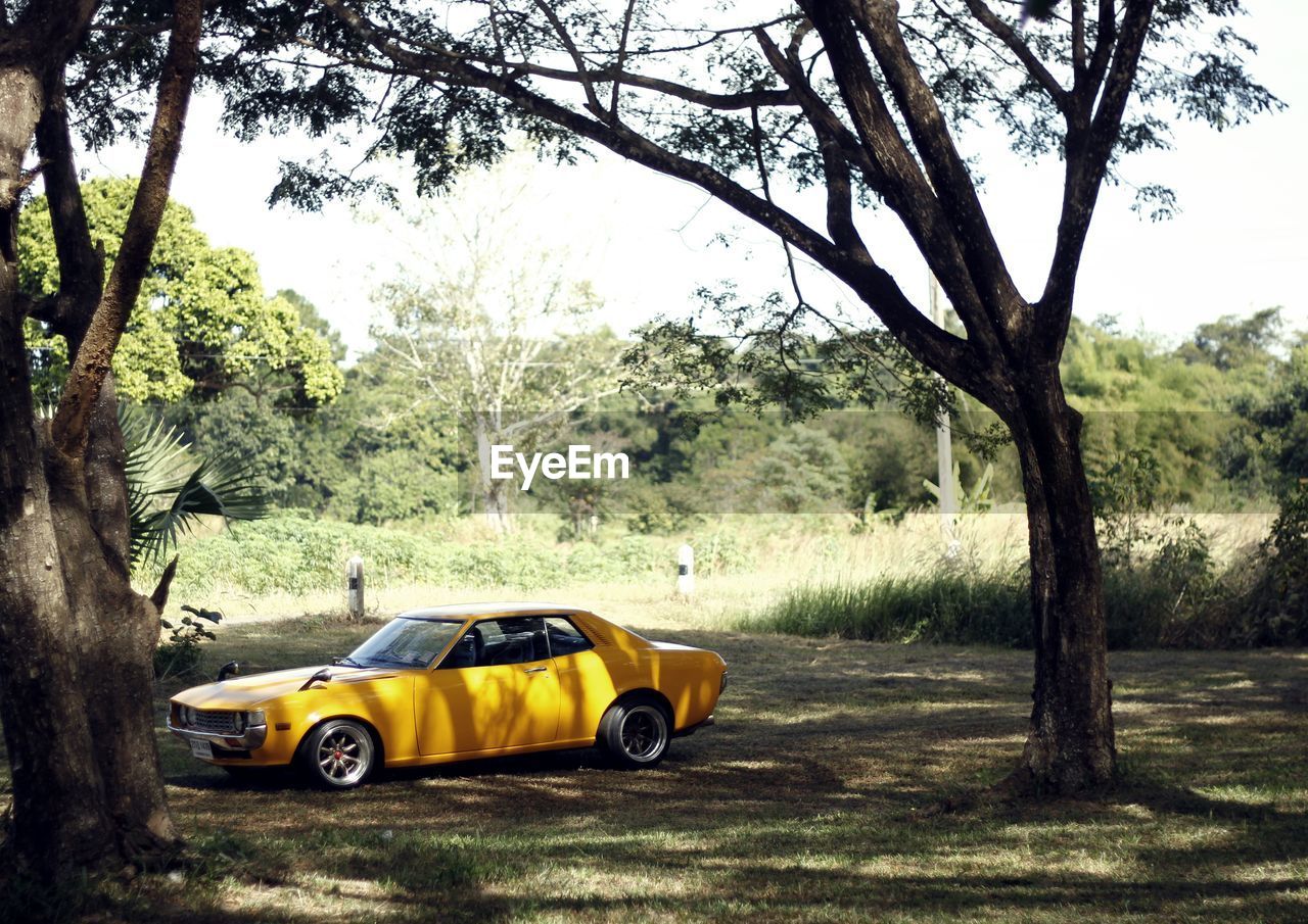 CAR PARKED ON TREE STUMP