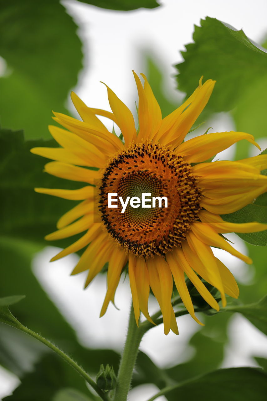 Close-up of sunflower