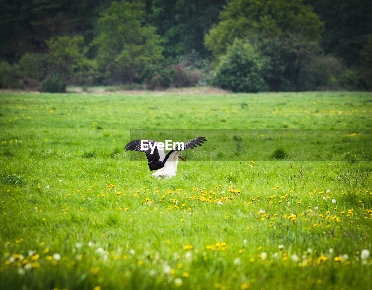 Bird in a forest