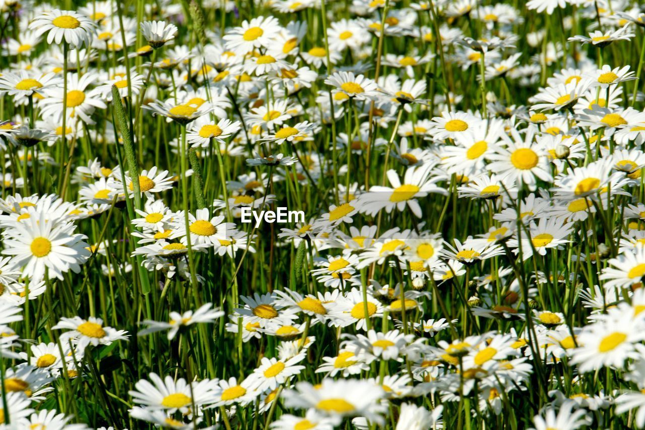 Close-up of fresh white flowers in field