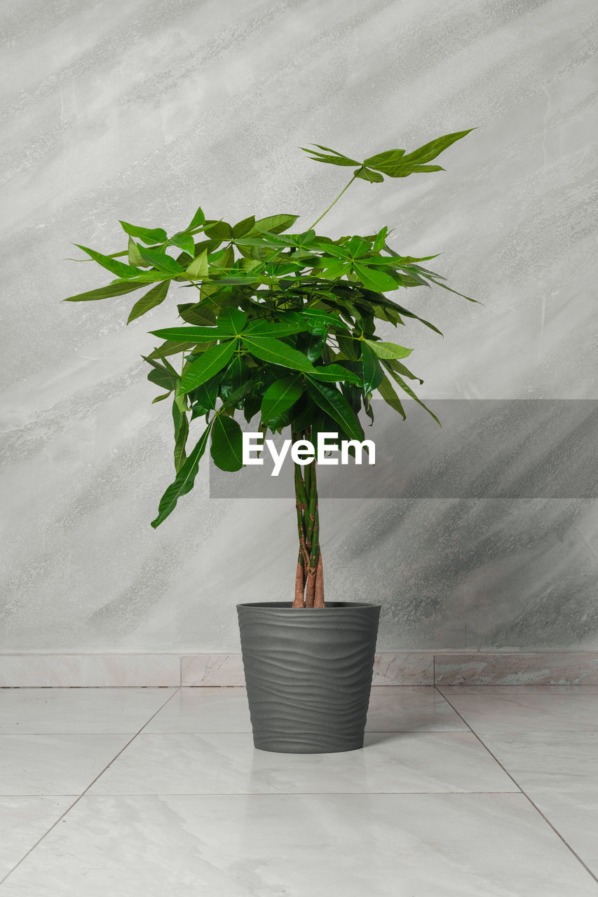 plant, leaf, plant part, growth, nature, houseplant, green, potted plant, indoors, no people, flowerpot, flower, food, freshness, food and drink, produce, herb, wood, beauty in nature, wellbeing