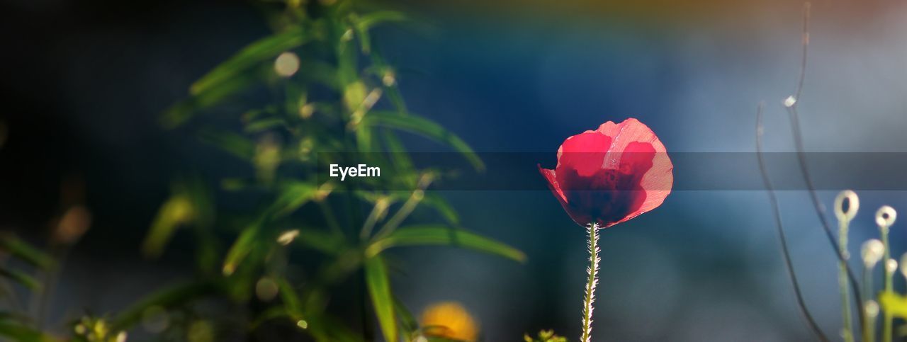 CLOSE-UP OF RED FLOWER