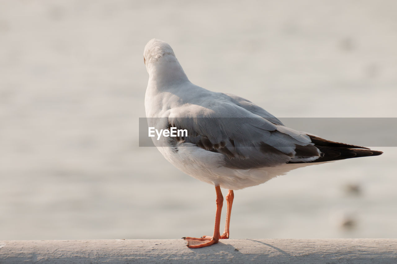 Seagull stand and looking on the sea.