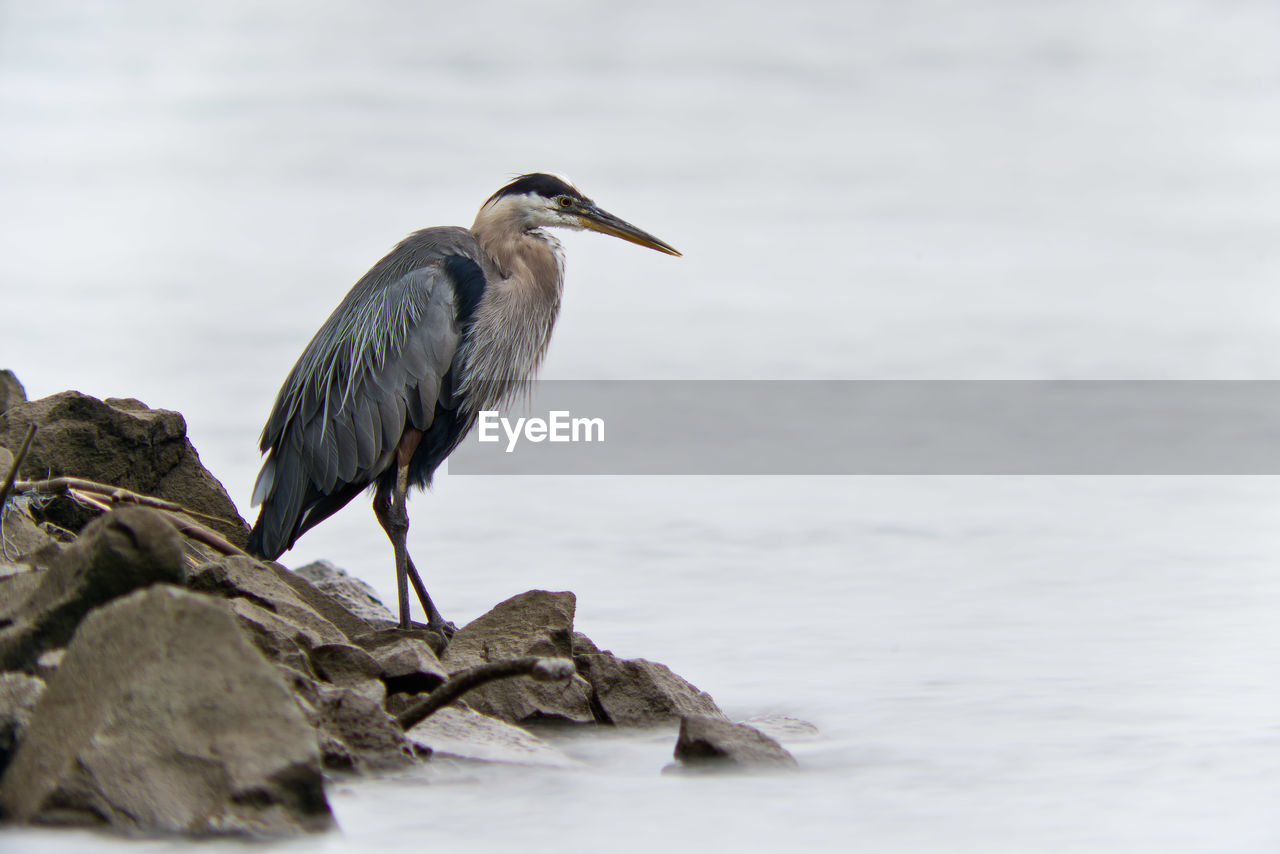 VIEW OF BIRD PERCHING ON ROCK AGAINST SEA