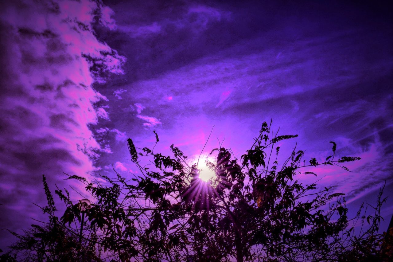 LOW ANGLE VIEW OF TREES AGAINST SKY