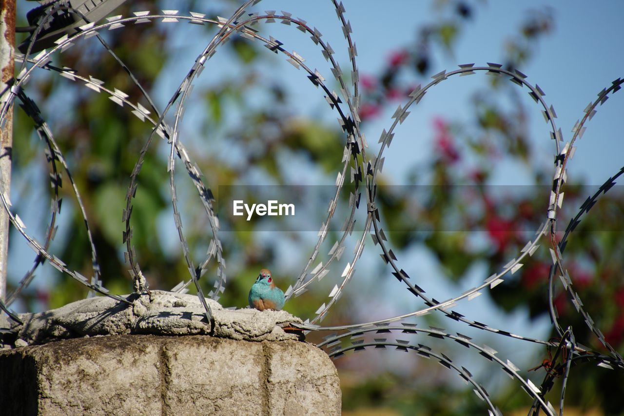 Close-up of fence against plants