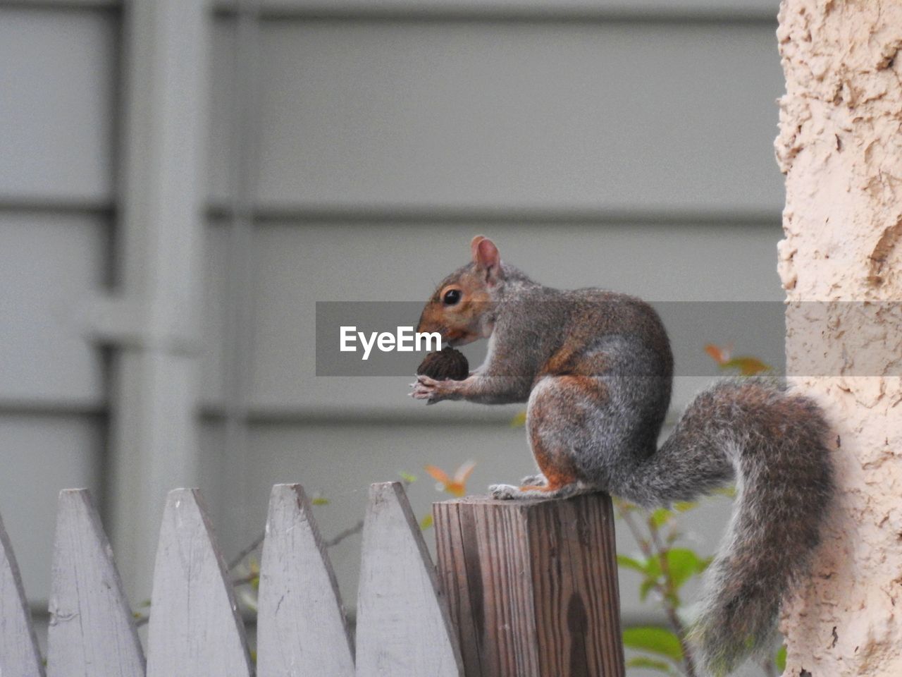 CLOSE-UP OF SQUIRREL