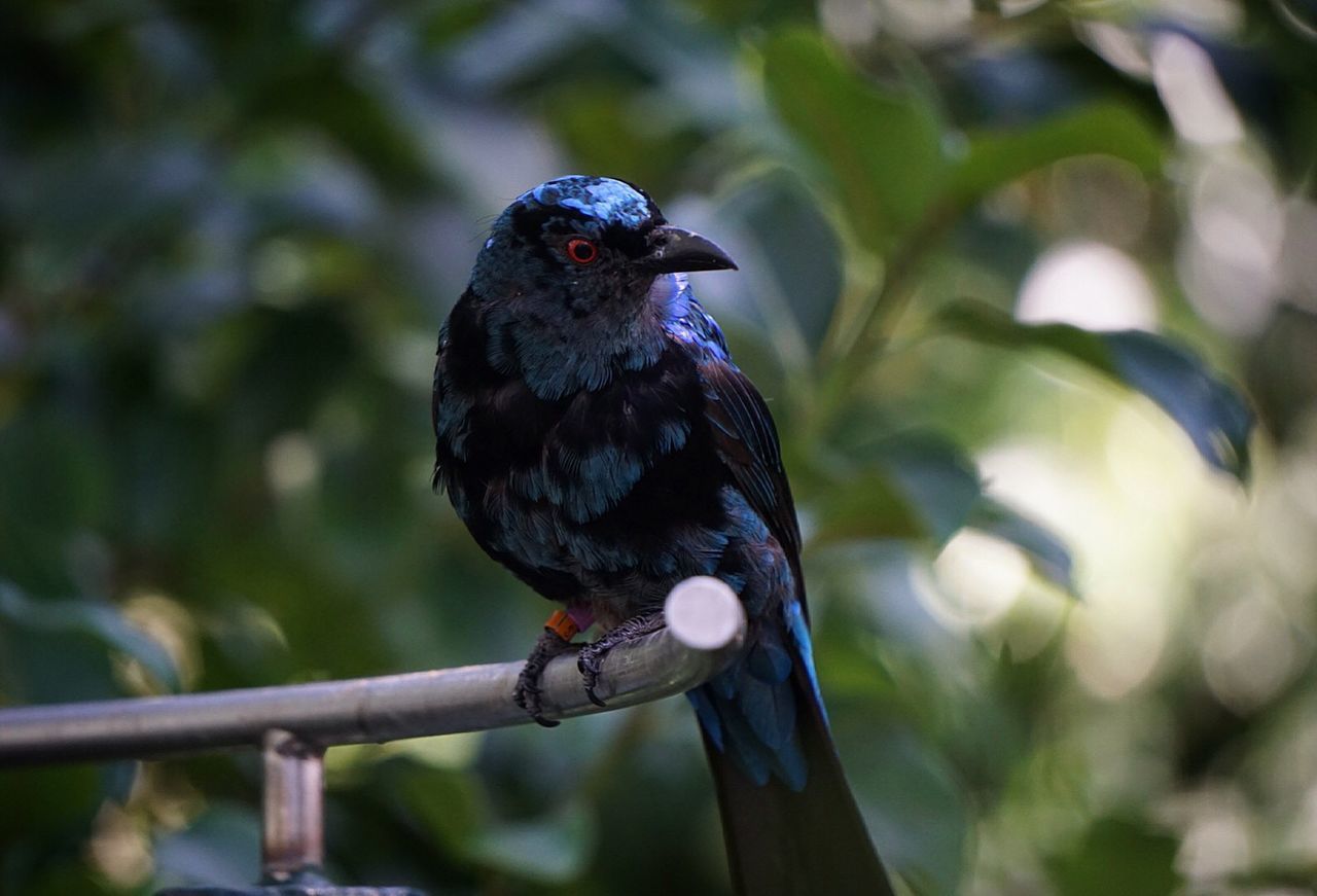 CLOSE-UP OF BIRD ON TREE