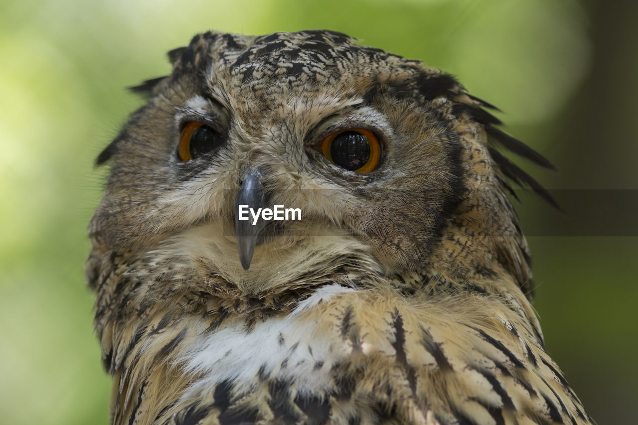 Close-up portrait of owl