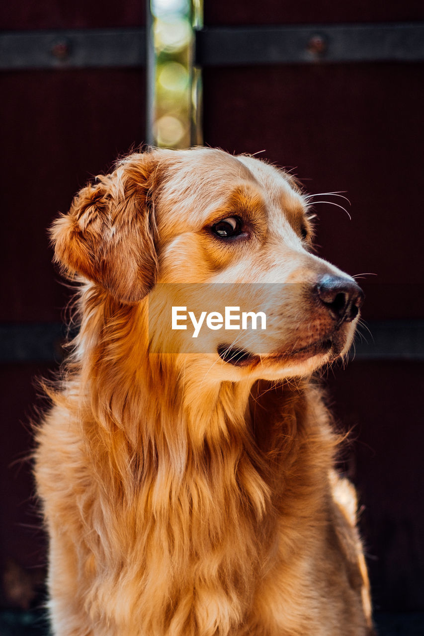 A judgemental golden retriever dog