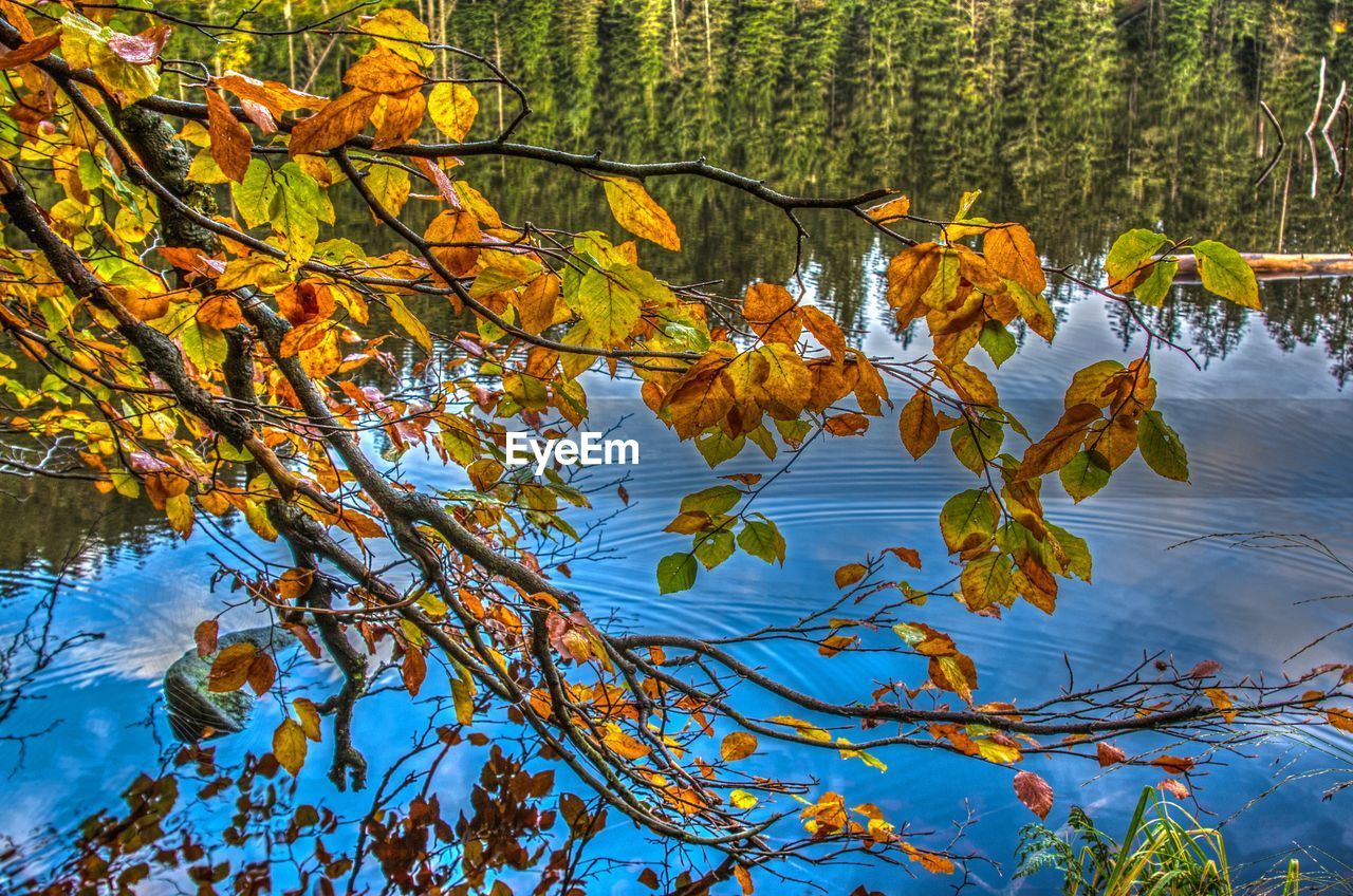 Reflection of trees and sky on lake