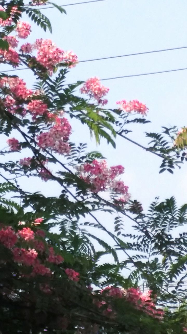 LOW ANGLE VIEW OF PINK FLOWERS ON TREE