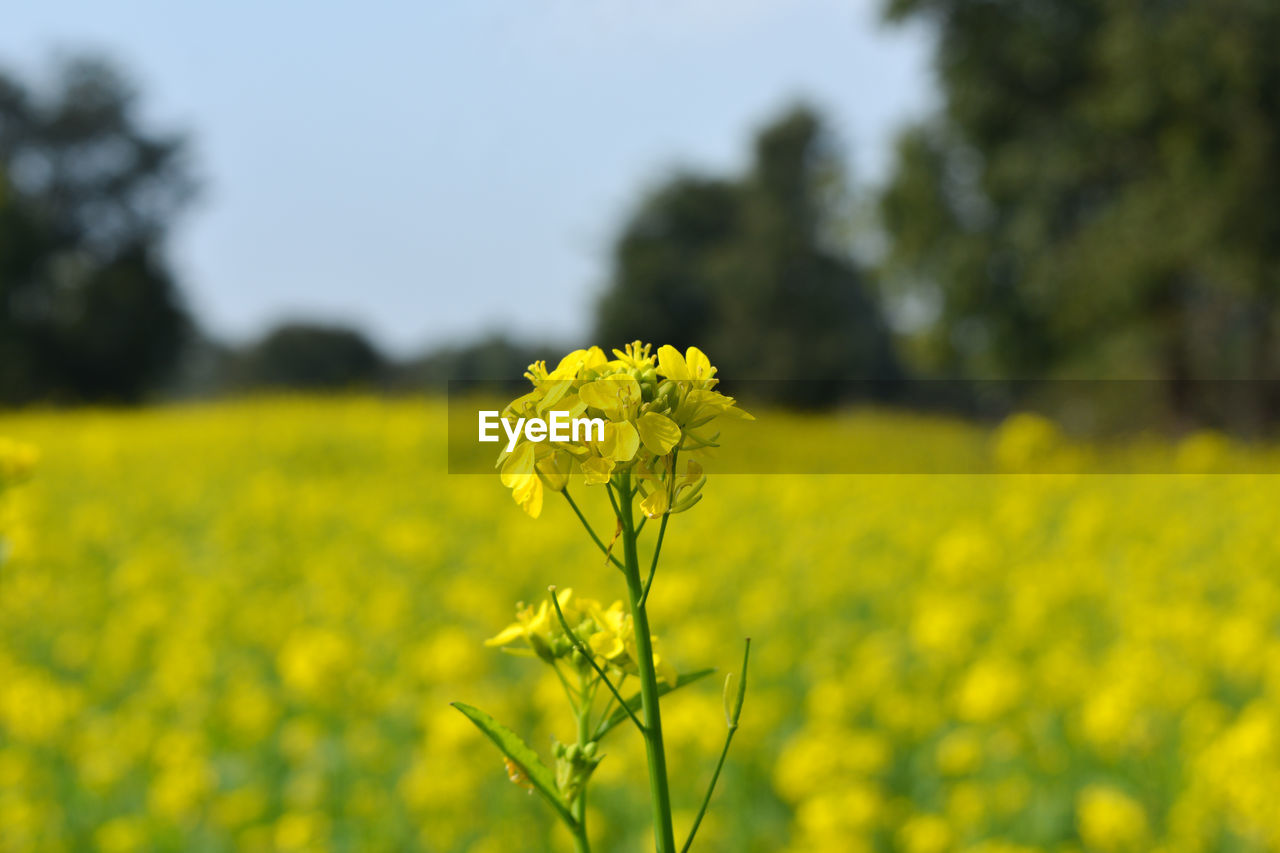 Closeup view of mustard yellow flowers blooming in field