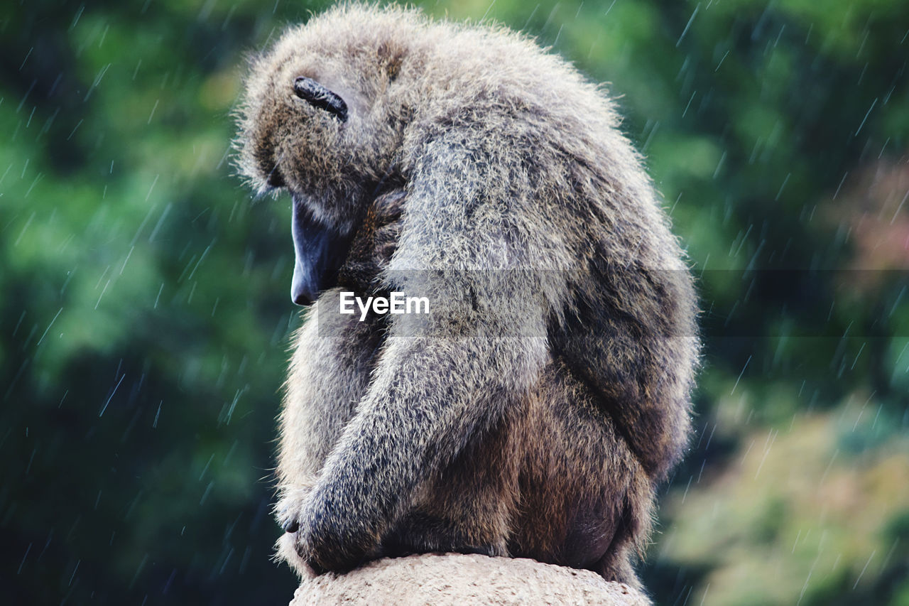 Close-up of monkey sitting outdoors