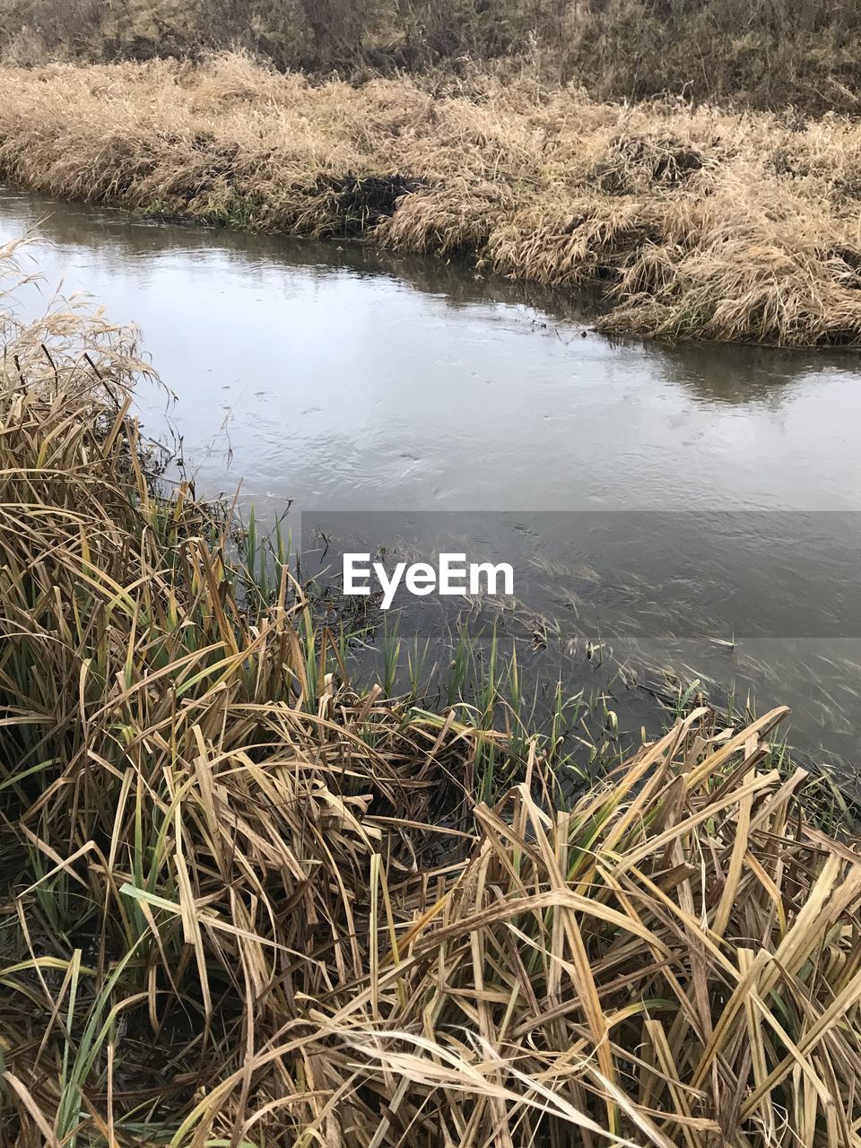 HIGH ANGLE VIEW OF GRASS IN LAKE