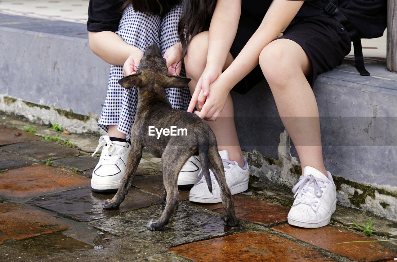 Cropped photo of kids playing with a wild dog on the street