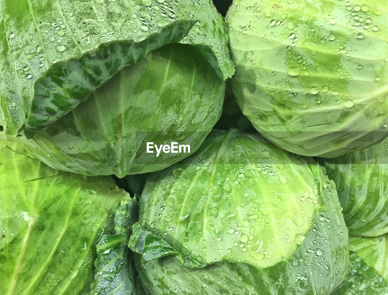 Full frame shot of fresh wet green cabbage