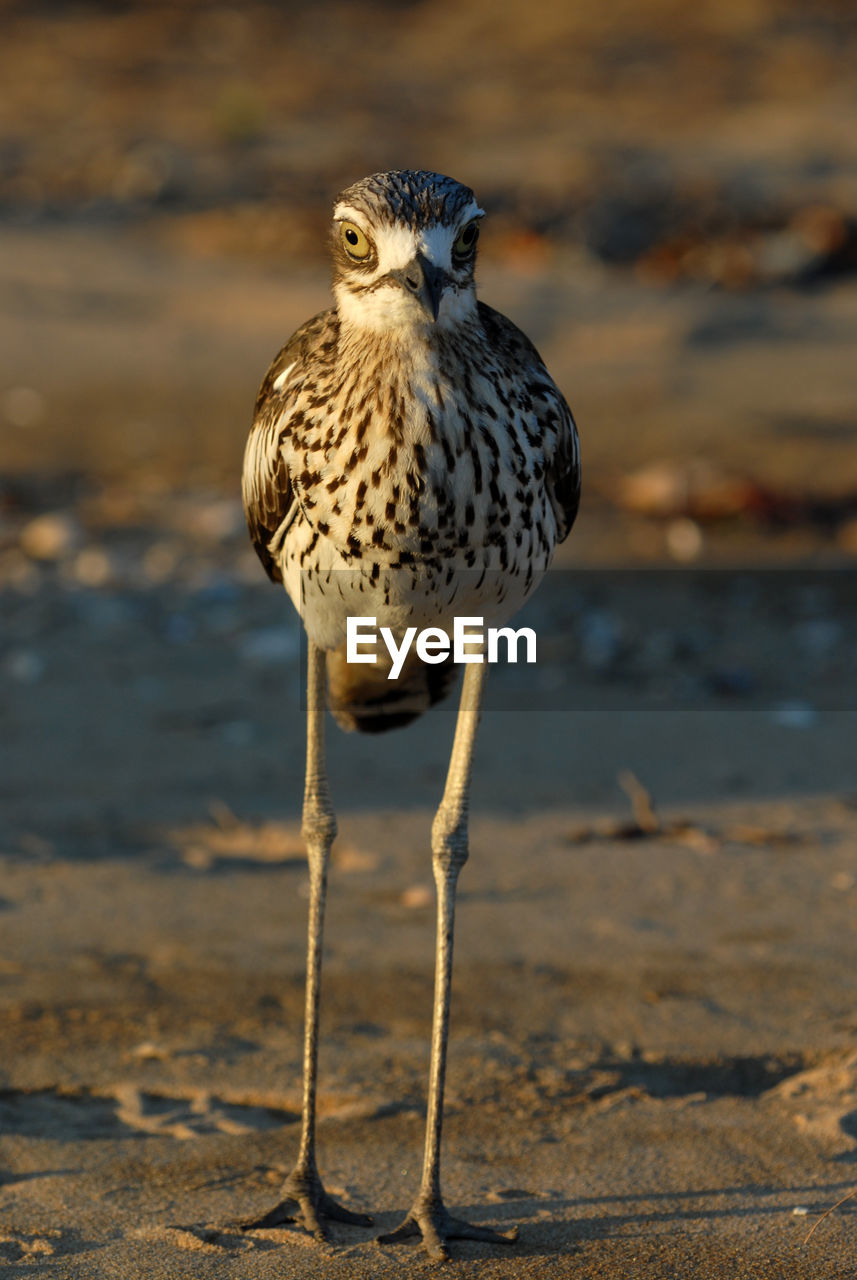 Bush stone-curlew, burhinus grallarius, at west point, magnetic island, queensland, australia