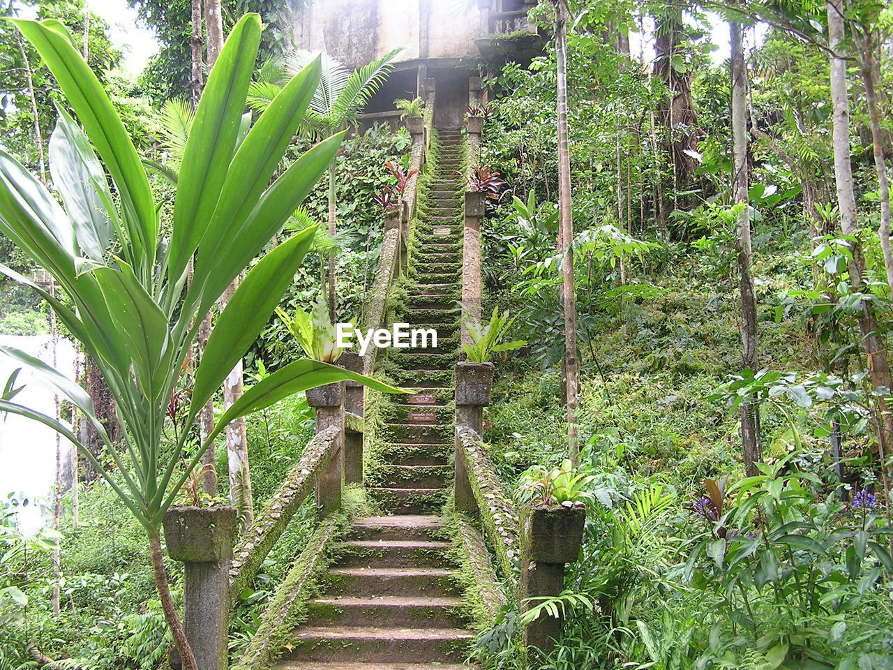 VIEW OF TREES IN FOREST