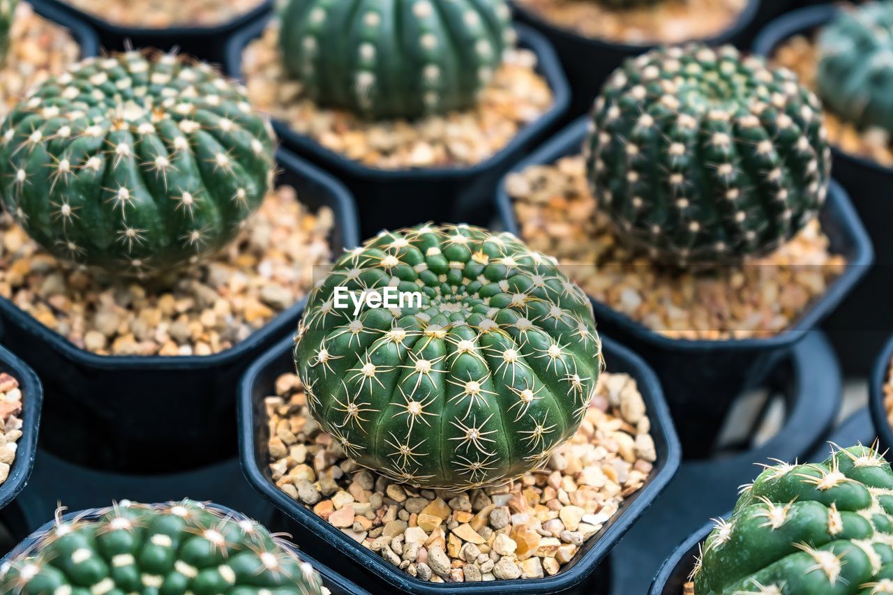 cactus, plant, food, food and drink, green, no people, succulent plant, market, nature, freshness, healthy eating, close-up, retail, wellbeing, variation, large group of objects, produce, flower, outdoors, abundance, day, for sale, high angle view, vegetable, full frame, market stall