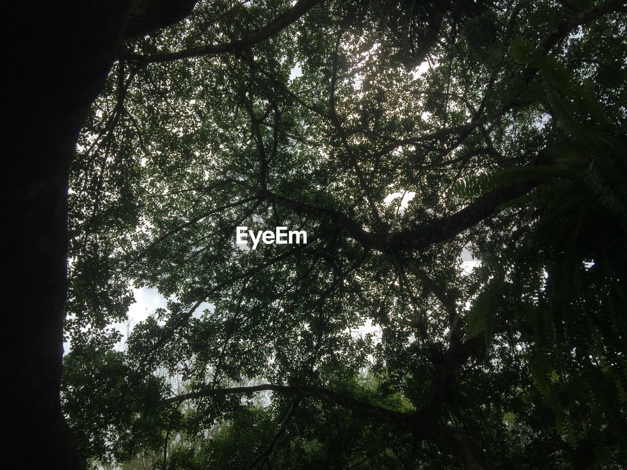 LOW ANGLE VIEW OF TREE IN FOREST AGAINST SKY