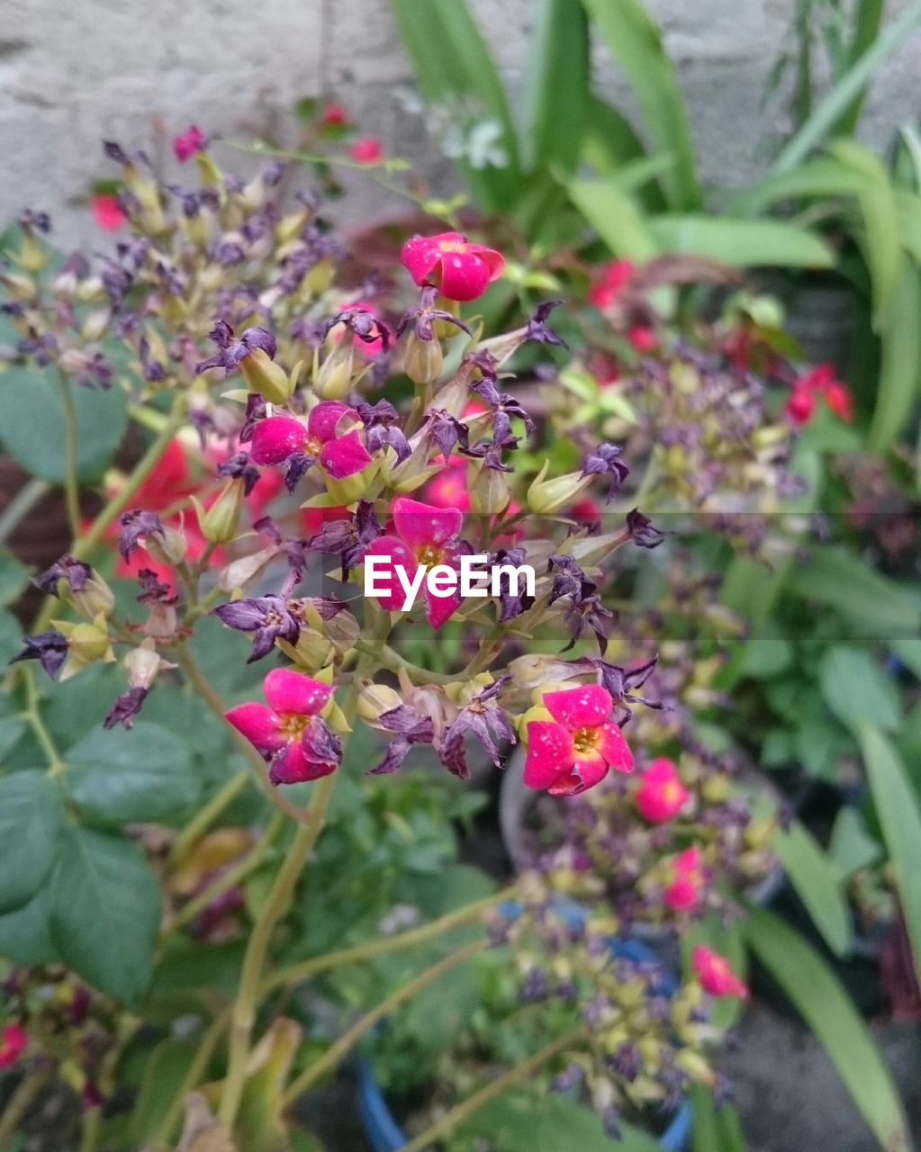 CLOSE-UP OF PINK FLOWERS