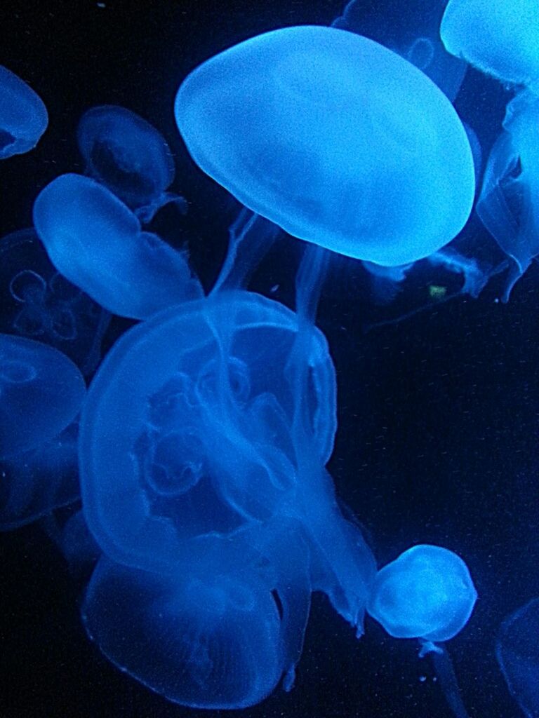 CLOSE-UP OF JELLYFISH UNDERWATER