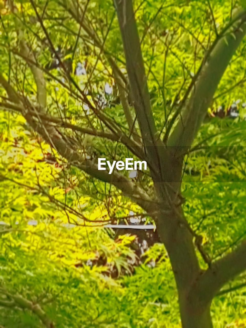 CLOSE-UP OF TREE WITH GREEN LEAVES