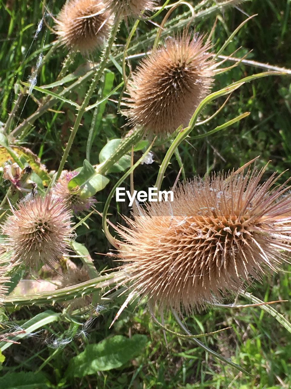 CLOSE-UP OF THISTLE GROWING OUTDOORS