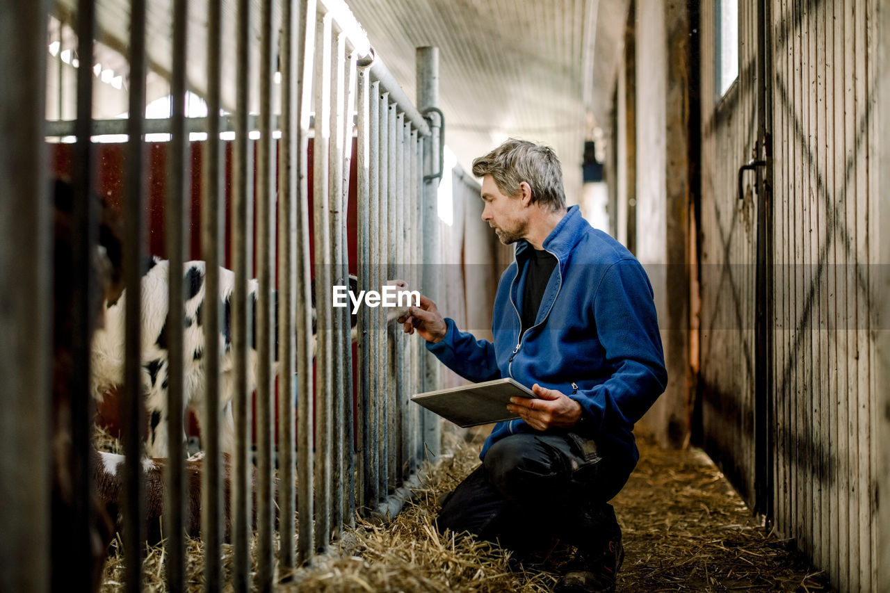 Farmer with tablet pc examining calf at dairy farm