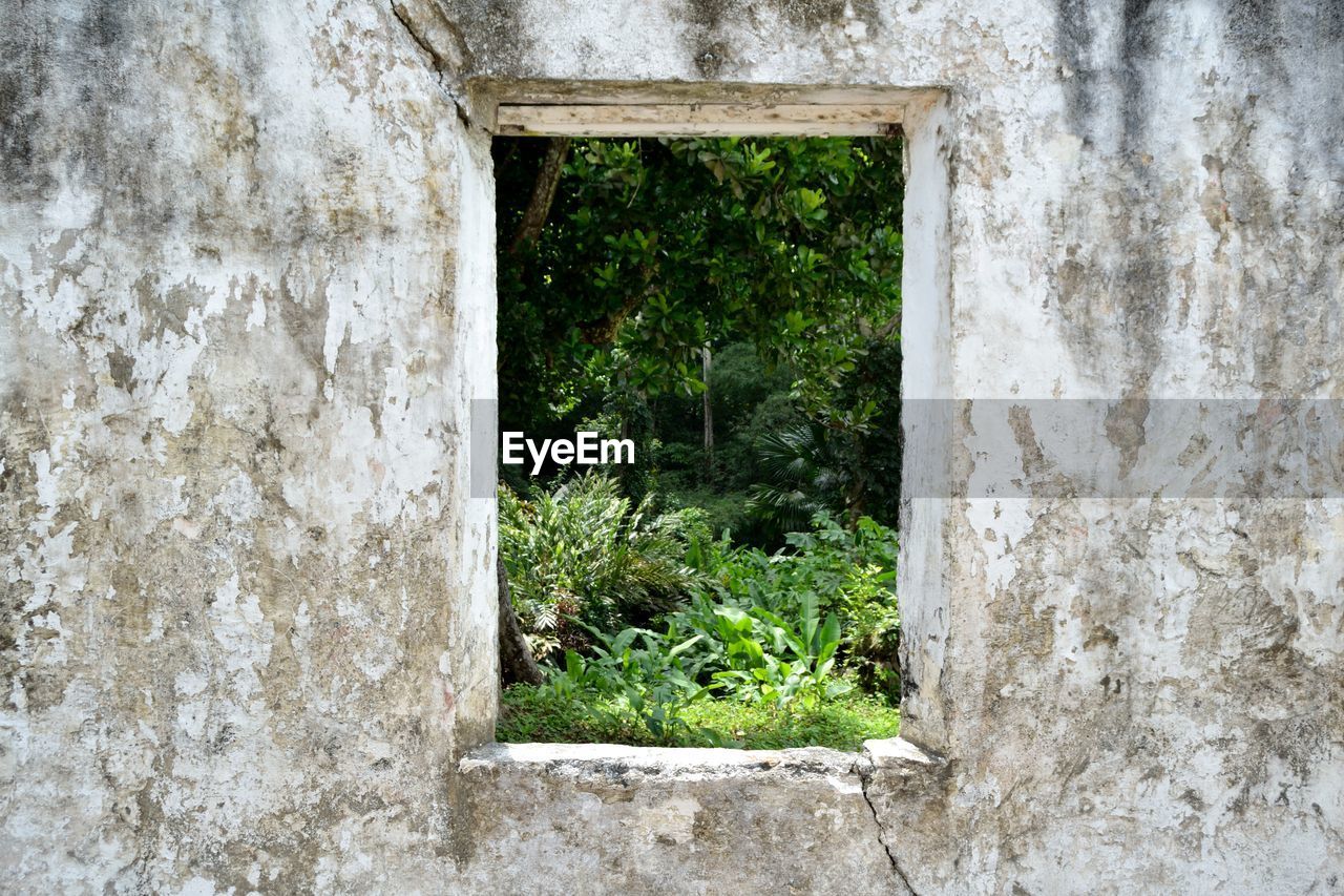 PLANTS GROWING BY WINDOW