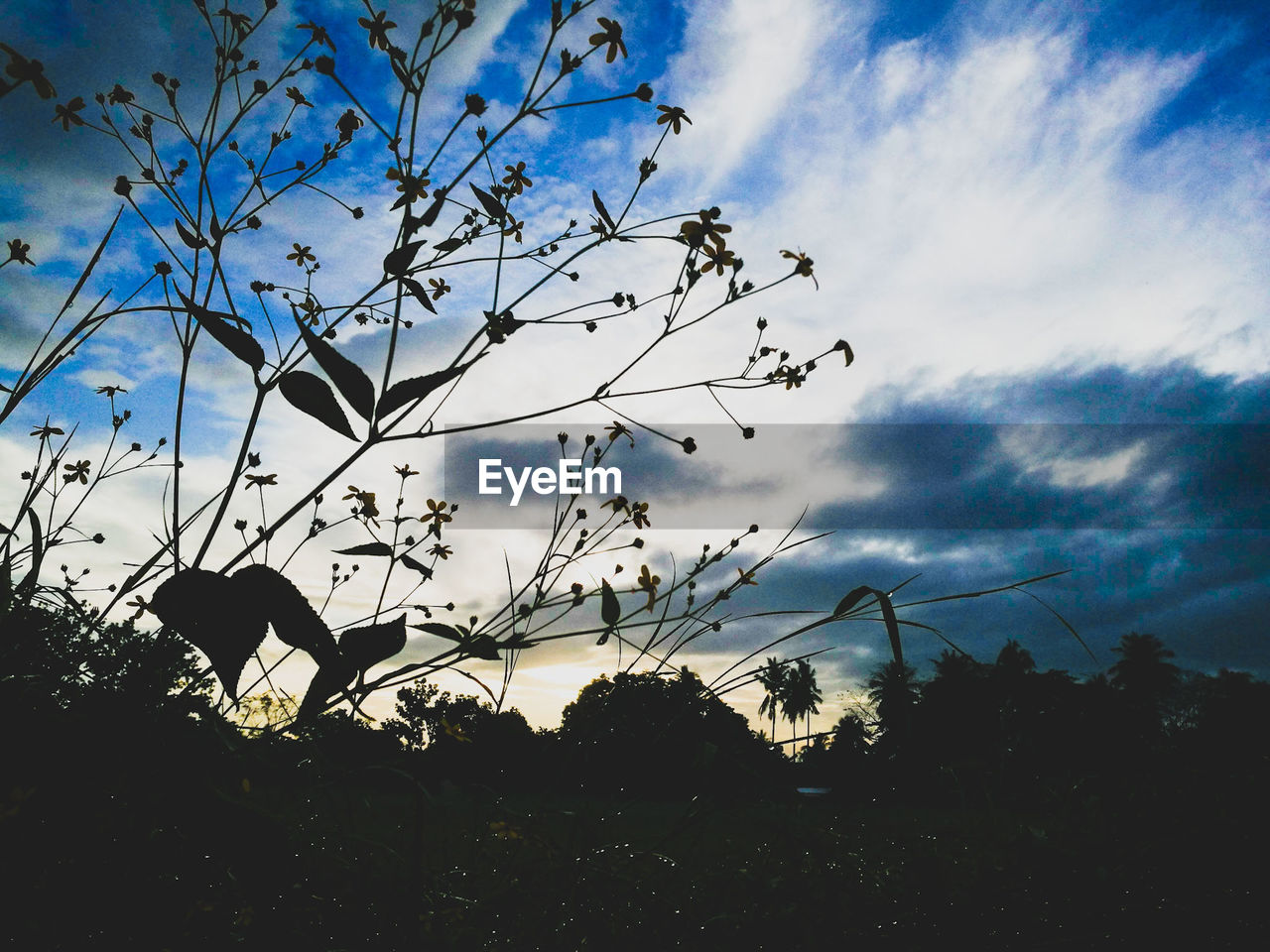 SILHOUETTE TREE AGAINST SKY