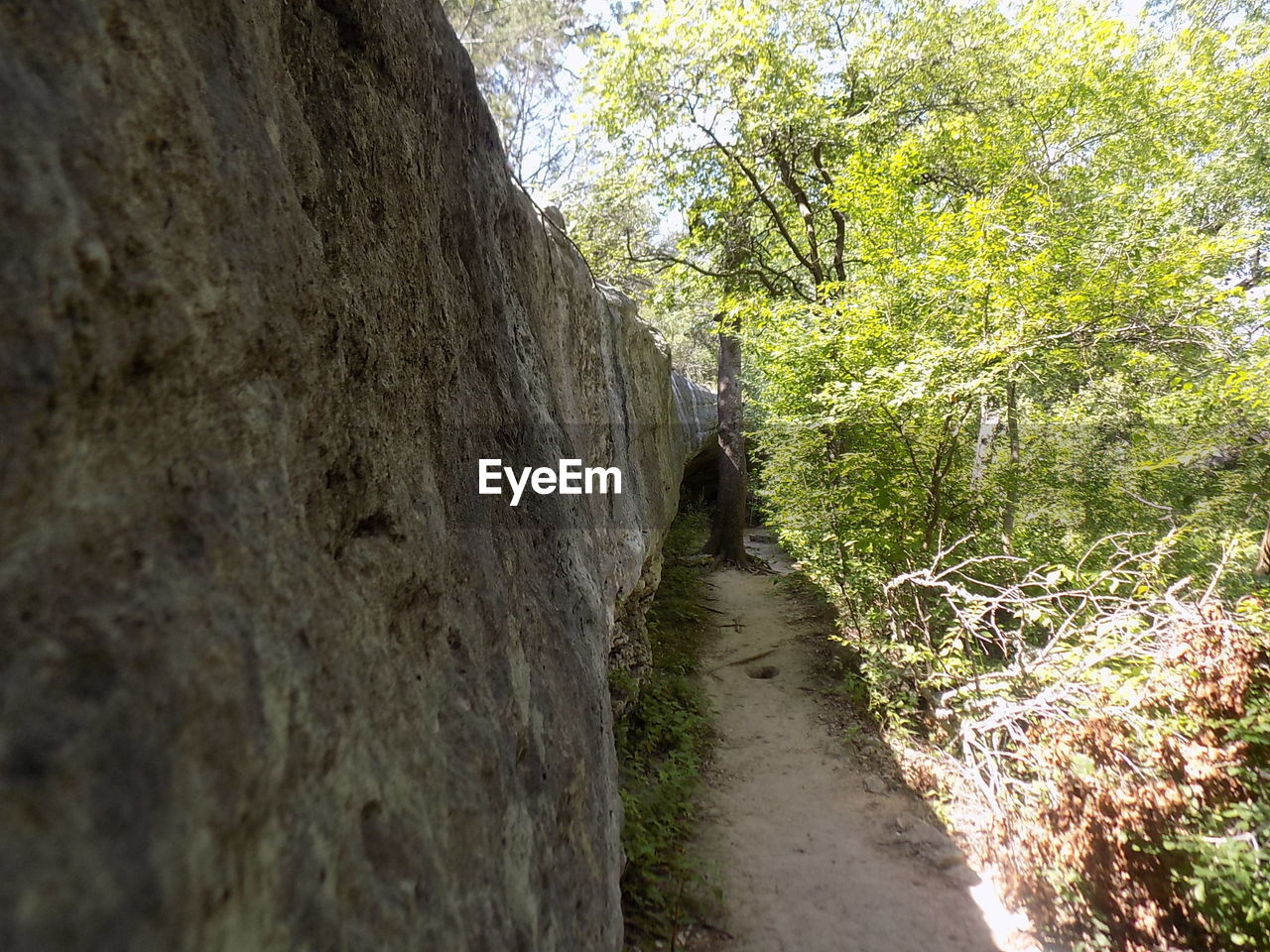 NARROW FOOTPATH ALONG TREES