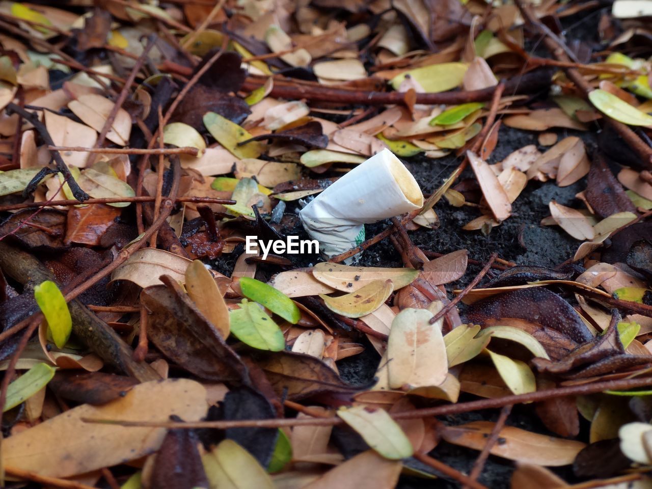 High angle view of cigarette butt amidst fallen dry leaves
