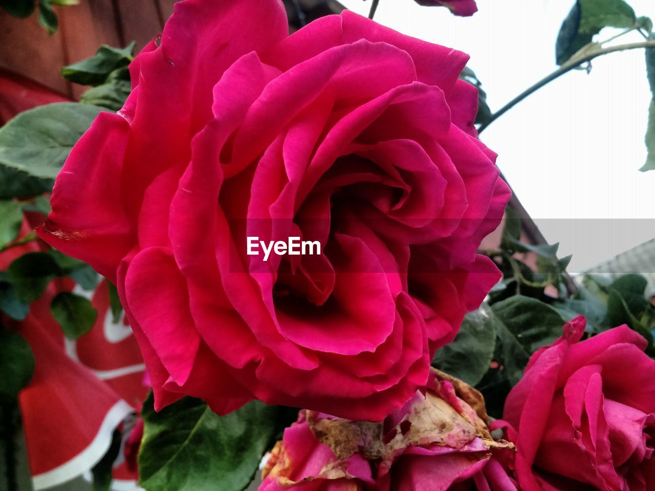 CLOSE-UP OF ROSES BLOOMING OUTDOORS