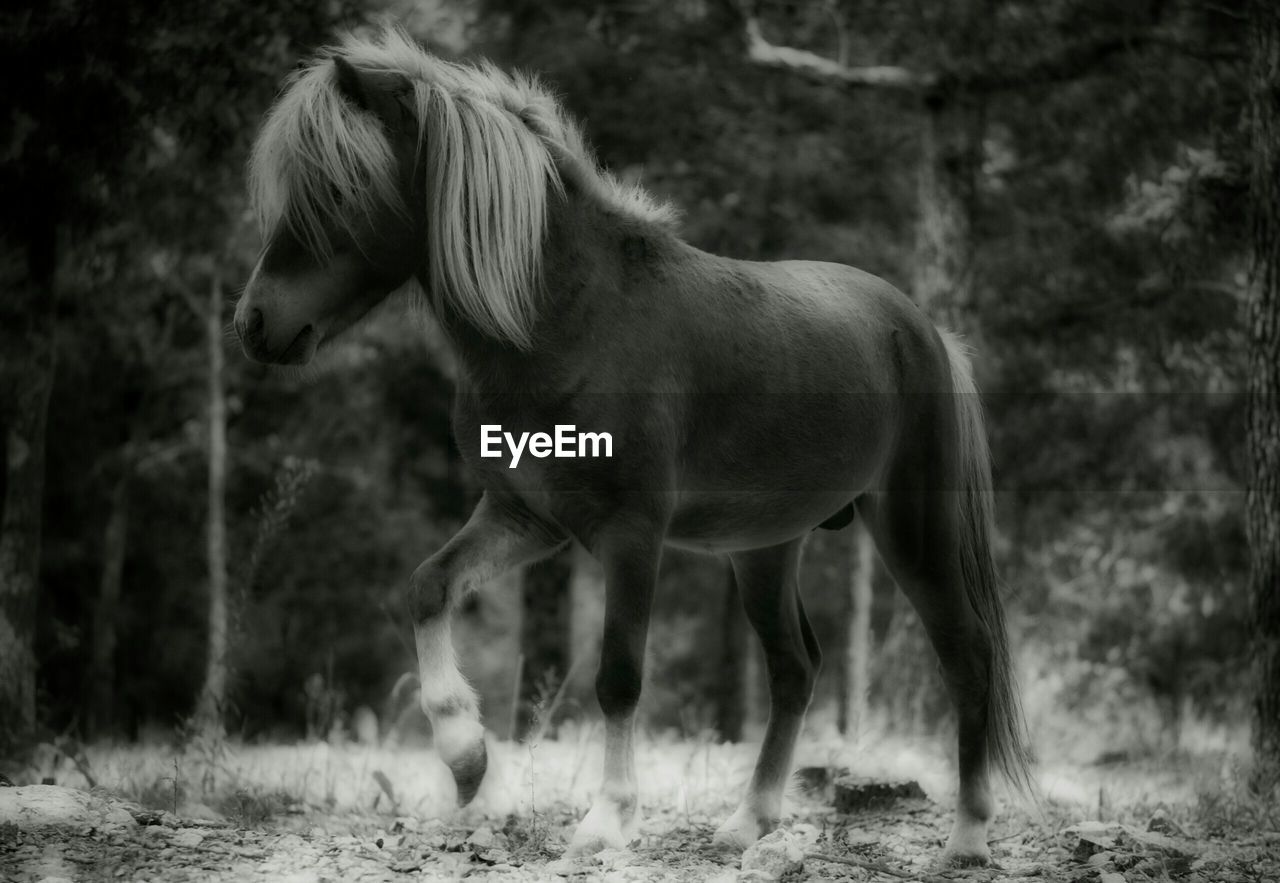 Horse standing on field at forest