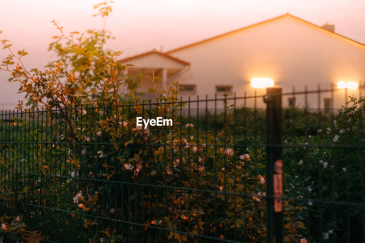 Plants growing by house against sky during sunset