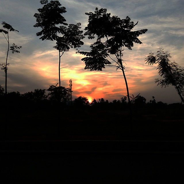 SILHOUETTE OF TREES AT SUNSET