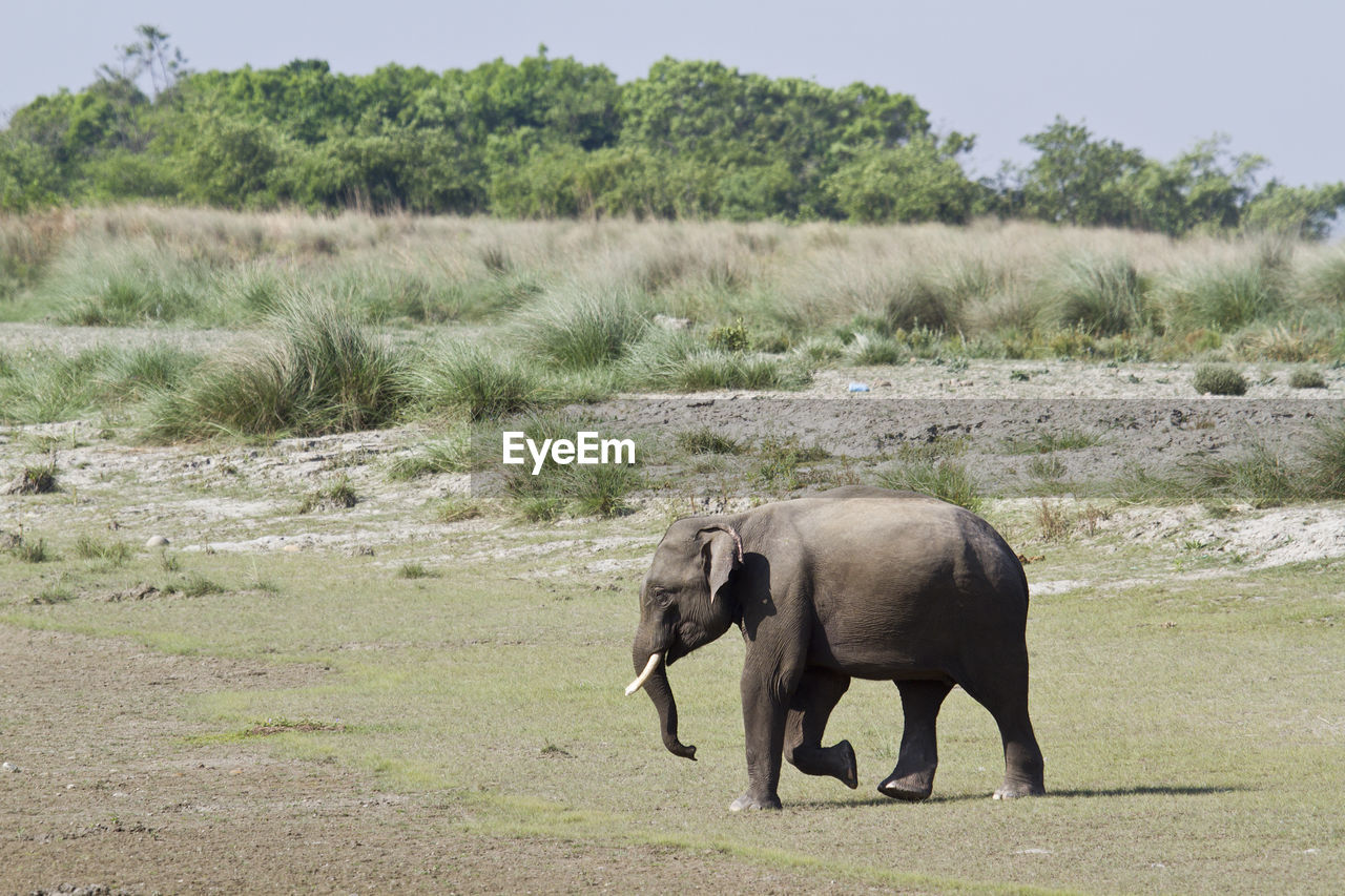 VIEW OF ELEPHANT IN FIELD