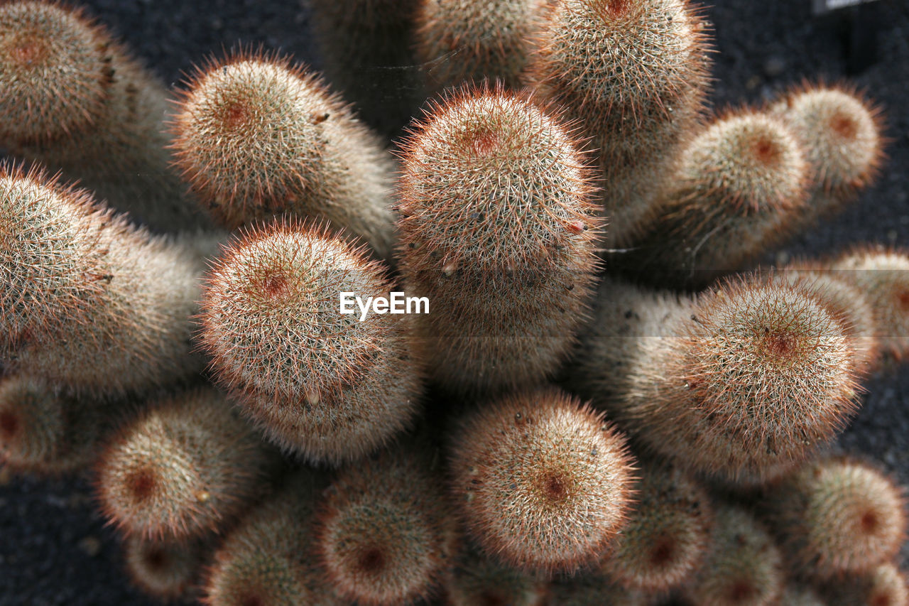 FULL FRAME SHOT OF CACTUS GROWING ON PLANT