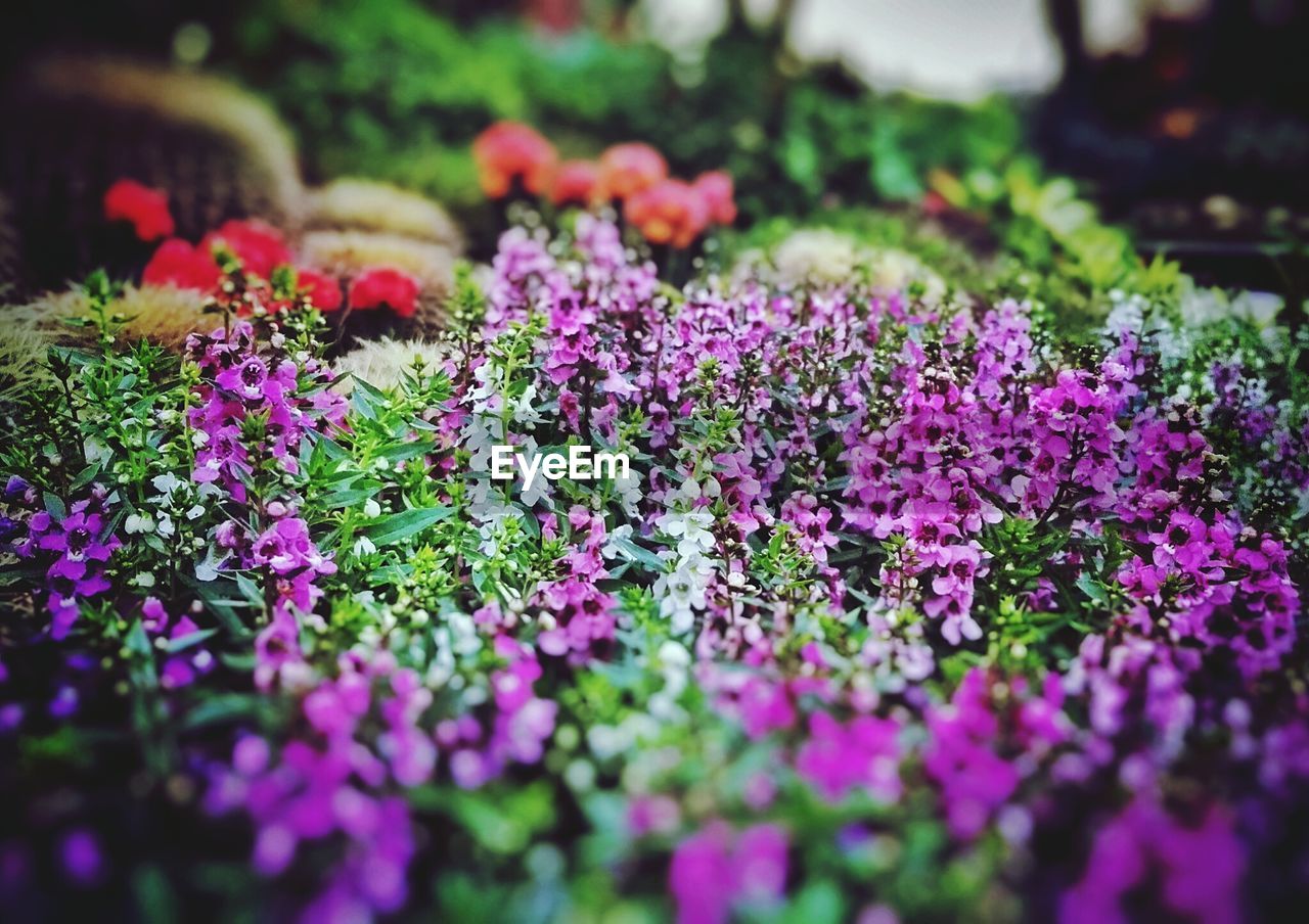 CLOSE-UP OF PURPLE FLOWERS GROWING IN PARK