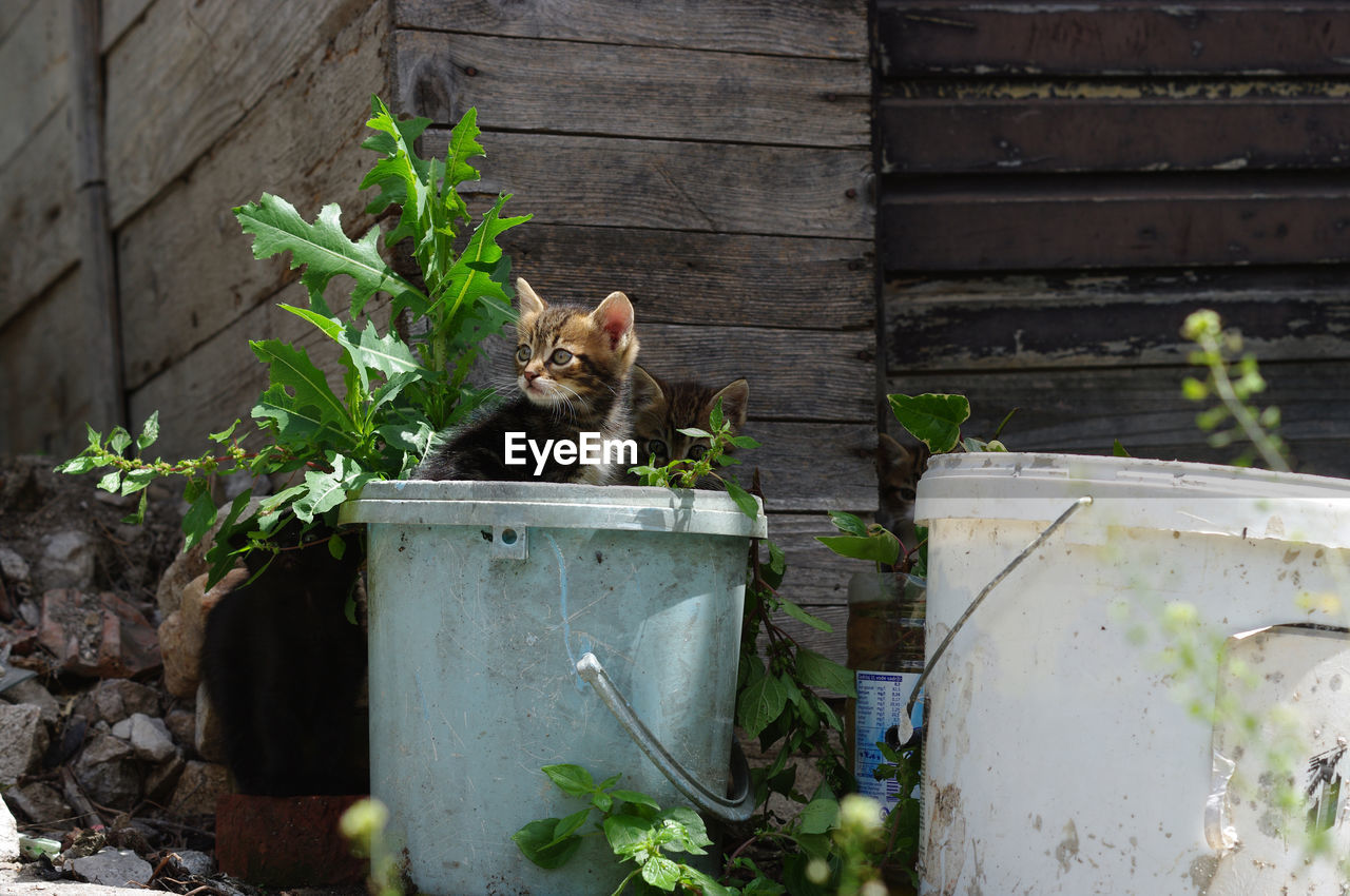 Cat looking away against wall