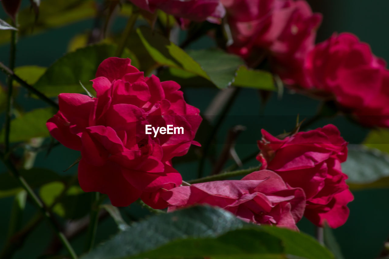 Close-up of red roses