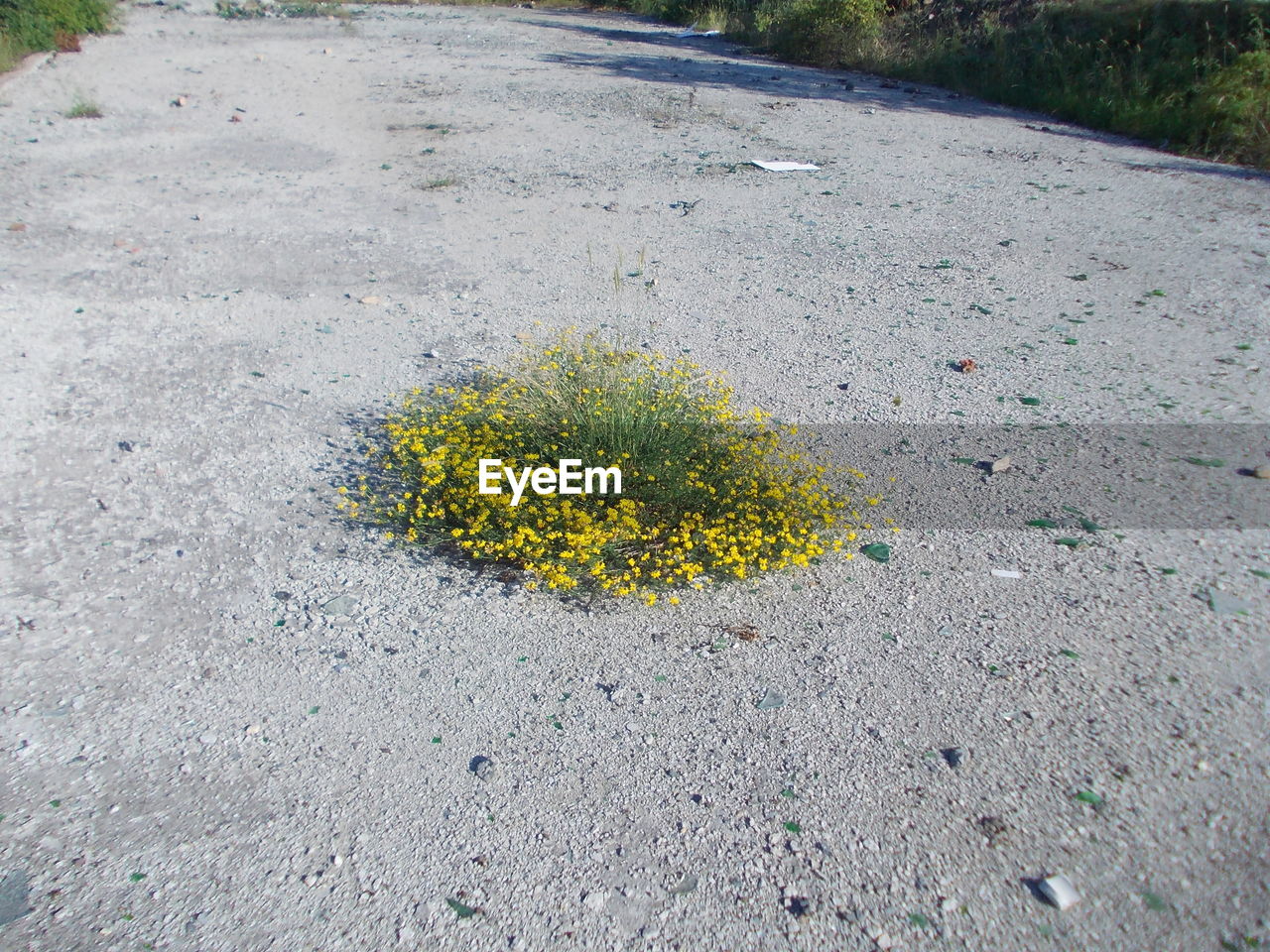 Yellow flower on road