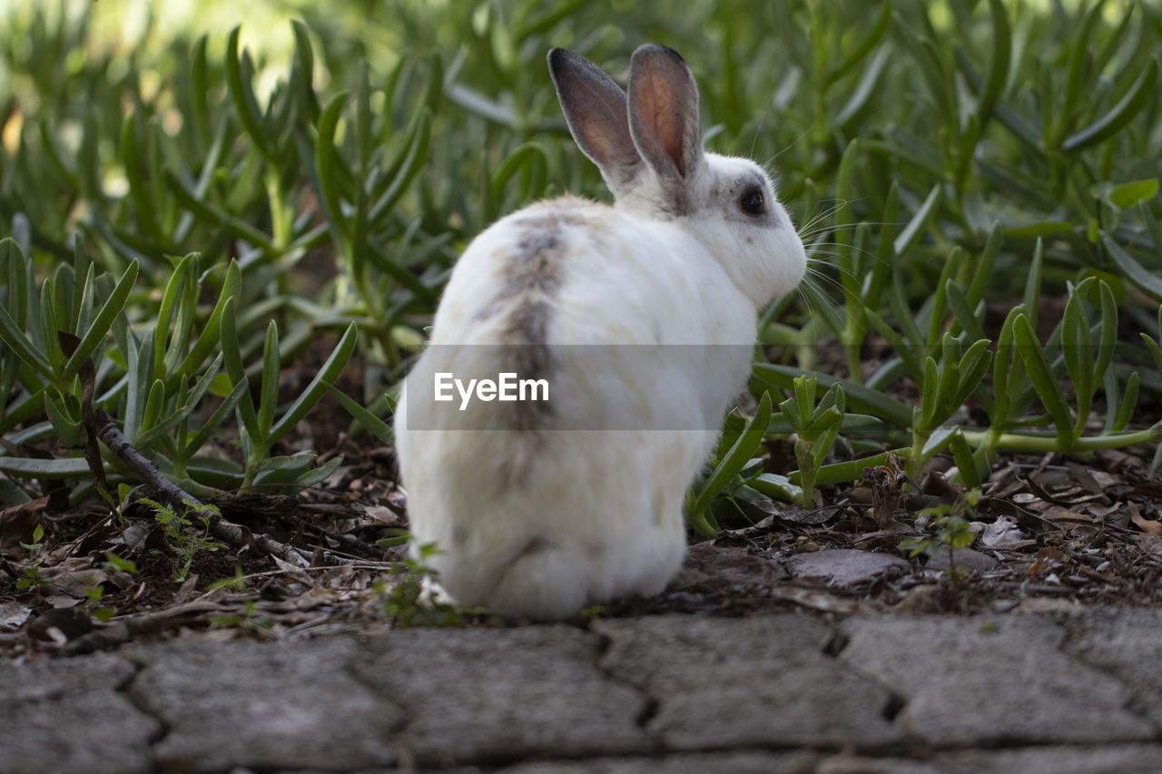 Close-up of white rabbit on field