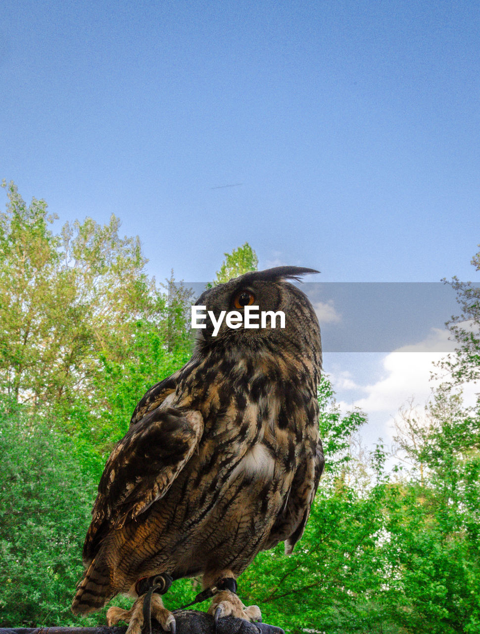 Low angle view of owl perching on tree against sky