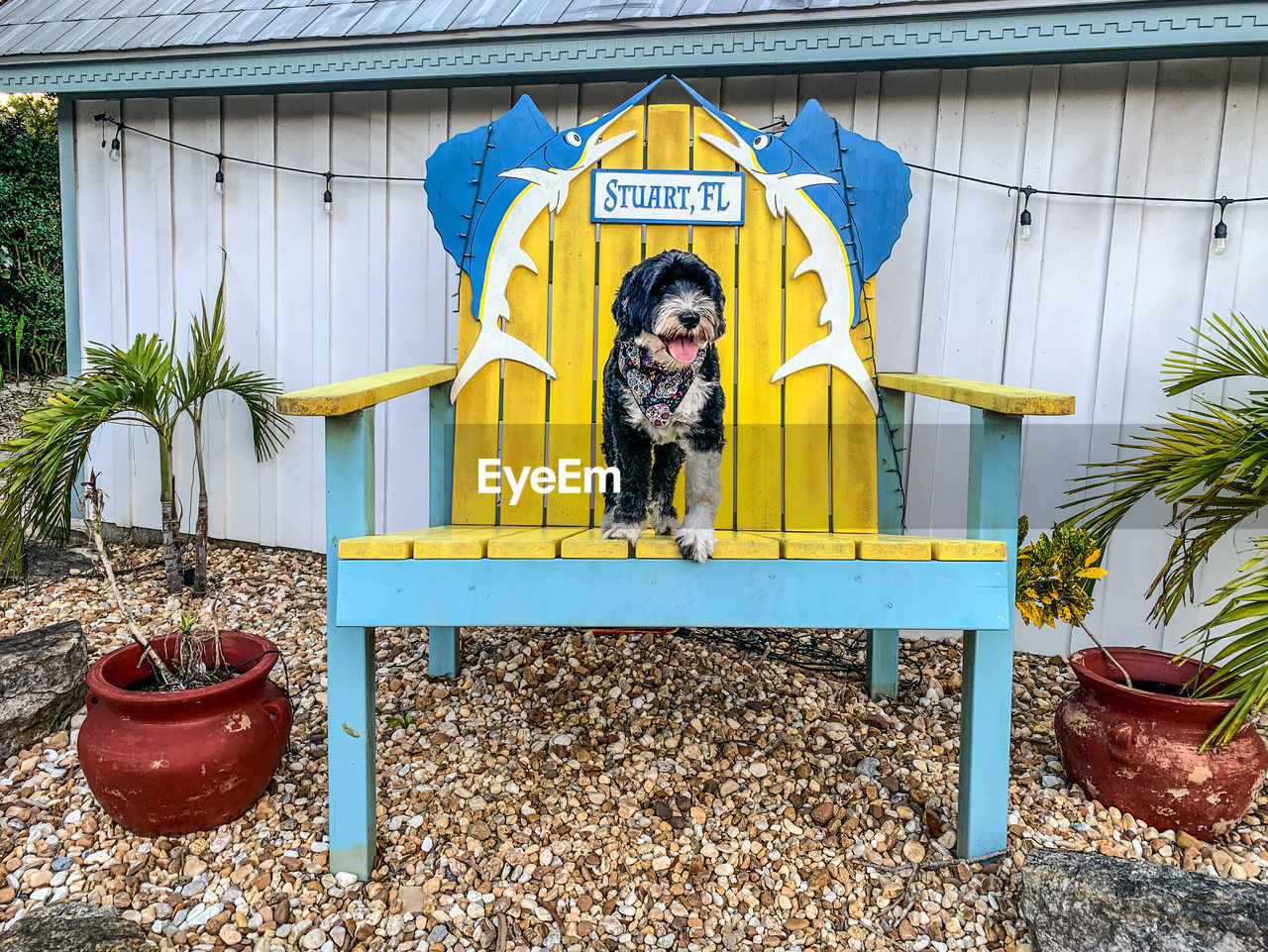 Dog standing on a big chair in stuart, florida