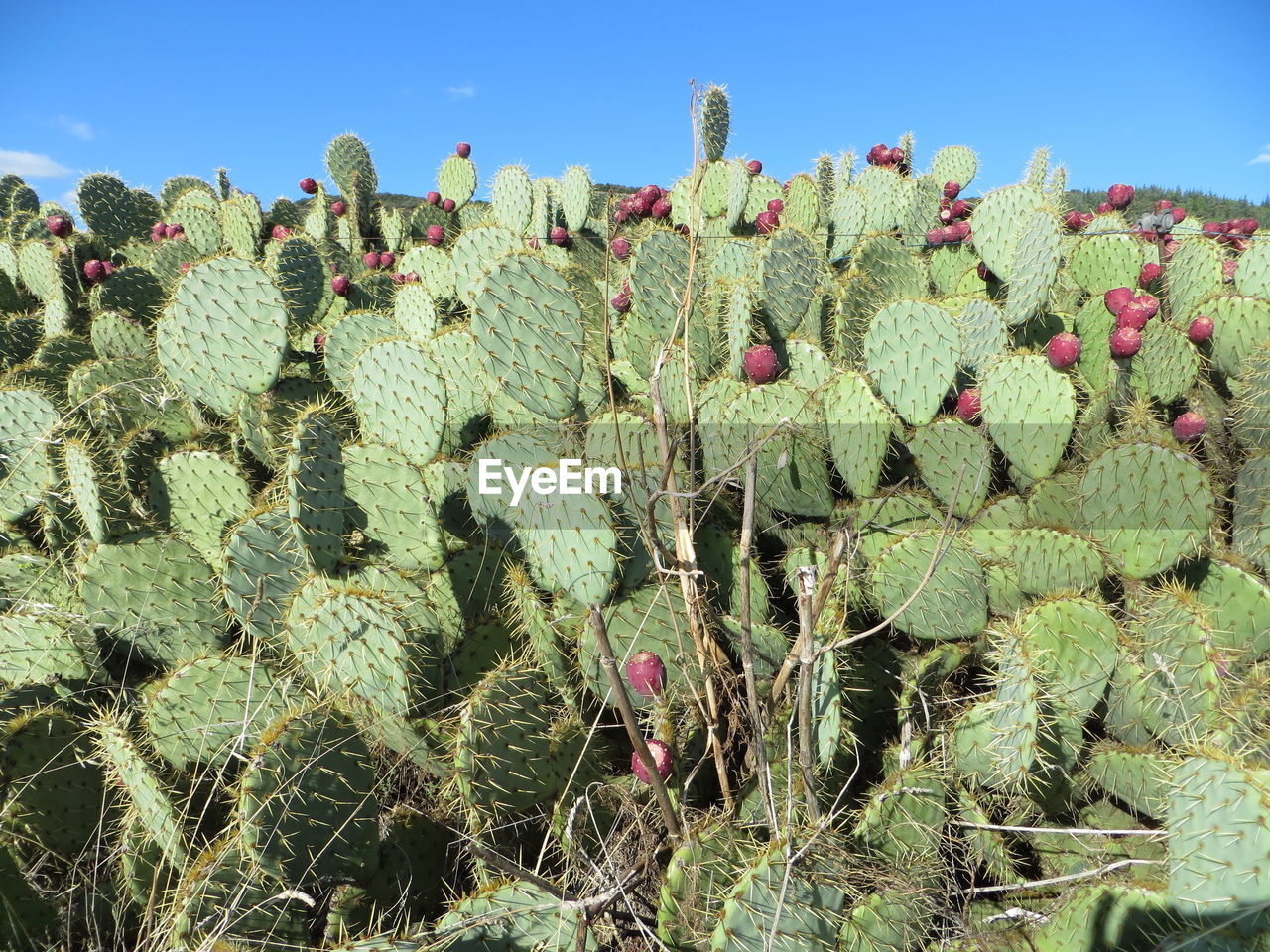 CLOSE-UP OF SUCCULENT PLANT GROWING ON FIELD